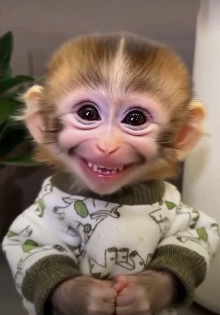 Exotic Monkeys licensed breeding facility