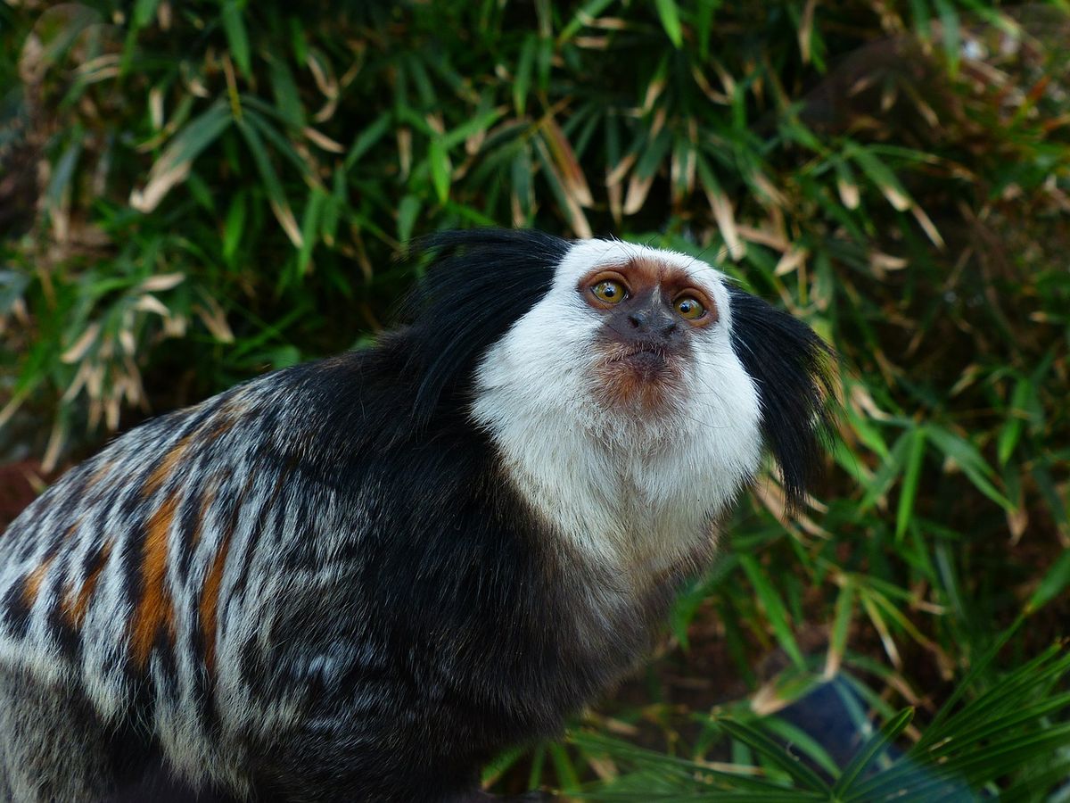 Nala the White-Headed Marmoset photo 4