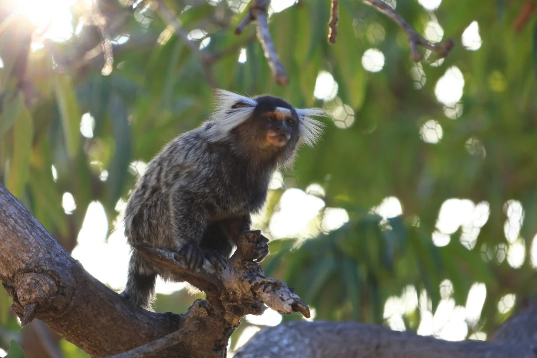 Ziggy the White-Headed Marmoset photo 2